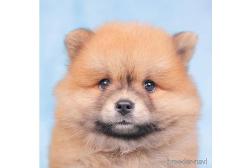 成約済の千葉県のミックス犬-199306の1枚目